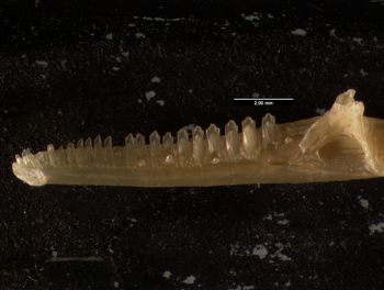 Media type: image;   Herpetology R-131828